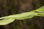 Narrowleaf vervain